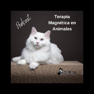 TERAPIA MAGNÉTICA EN ANIMALES