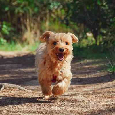 Do we need more dog-friendly spaces?
