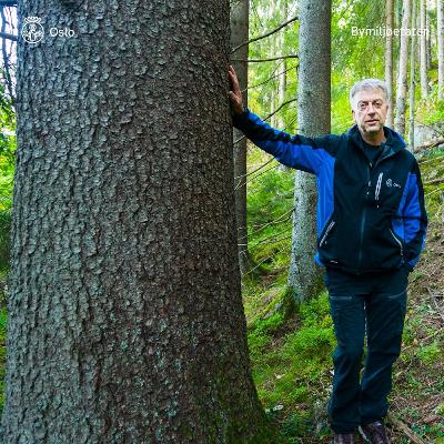 Kanskje vi skal forvalte skogen på en annen måte?