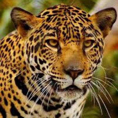 Leyenda maya del jaguar