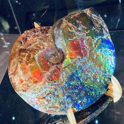 #22 万博で再会した「好きだったかたち」。アンモナイトの話【草とか石とかのラジオ】
