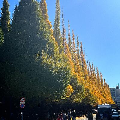 FLT No.175YouTube動画と銀杏並木とオフラインイベントと FLT No.175YouTube動画と銀杏並木とオフラインイベントと