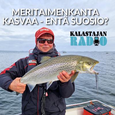 Meritaimenkanta kasvaa - entä suosio? Meritaimenkanta kasvaa - entä suosio?