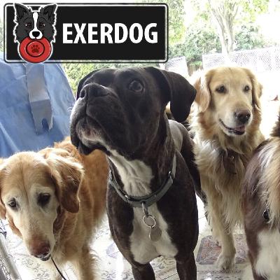 La importancia de socializar a un perro.