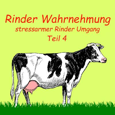 Stressarmer Rinder Umgang | Rinder Wahrnehmung | Teil 4 | Audio | Kuhles zum Kauen Stressarmer Rinder Umgang | Rinder Wahrnehmung | Teil 4 | Audio | Kuhles zum Kauen