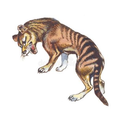 Did Melbourne Zoo introduce Tasmanian tigers into the wilds of Mainland Australia? Part 3-2026. Did Melbourne Zoo introduce Tasmanian tigers into the wilds of Mainland Australia? Part 3-2026.