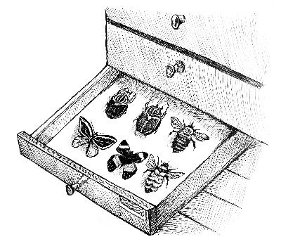 Episode 82 – Curating entomology