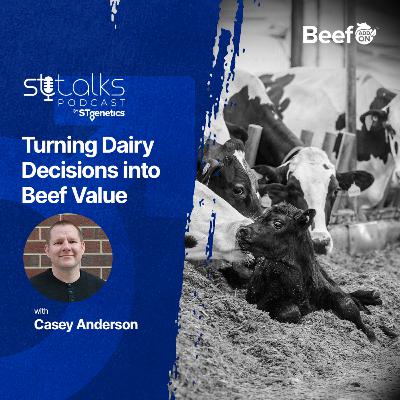 STtalks #361 - Turning Dairy Decisions into Beef Value with Casey Anderson