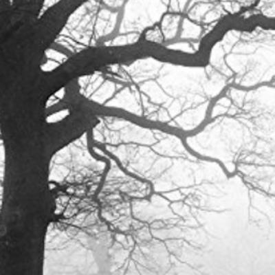 Niebla. Capítulo 12