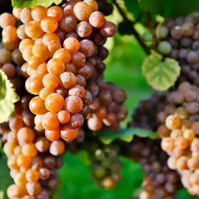 Pinot Grigio