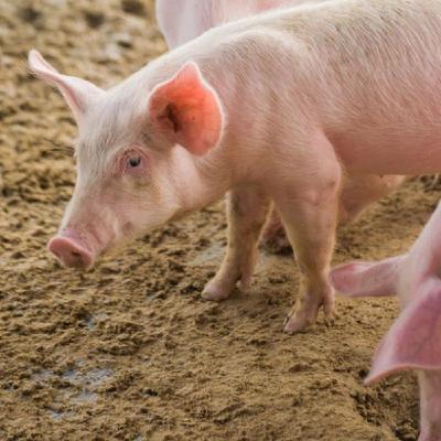 Thiếu niên nguy kịch sau 7 ngày bị heo cắn: Cảnh báo của bác sĩ