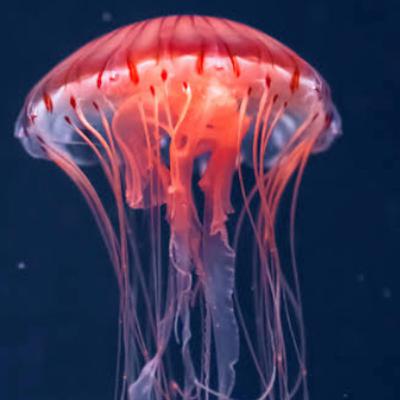 Jellyfish