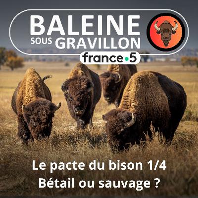 S07E34 Le Pacte du bison 3/4 : Bétail ou espèce sauvage ? (Thierry Robert) S07E34 Le Pacte du bison 3/4 : Bétail ou espèce sauvage ? (Thierry Robert)