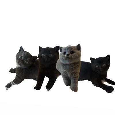 meow-cast teaser meow-cast teaser