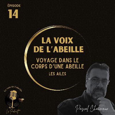 #14 - Voyage dans le corps de l'abeille : les ailes
