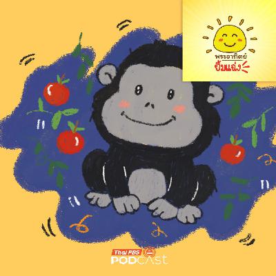 พระอาทิตย์ยิ้มแฉ่ง EP. 1978: กอริลล่ากินแต่ใบไม้ทำไมตัวล่ำบึ้ก พระอาทิตย์ยิ้มแฉ่ง EP. 1978: กอริลล่ากินแต่ใบไม้ทำไมตัวล่ำบึ้ก