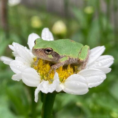 Audrey on the Hot Seat! Audrey on the Hot Seat!