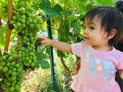 An Alternative to Sulfur in Viticulture An Alternative to Sulfur in Viticulture