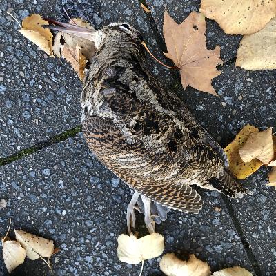 Waldschnepfe Waldschnepfe