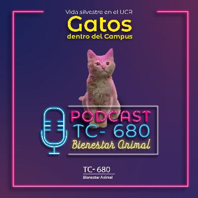 Vida Silvestre en la UCR: Gatos
