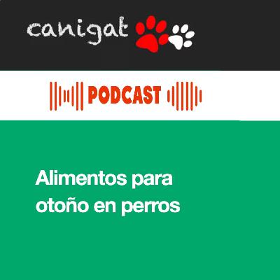 136 - Alimentos de temporada beneficiosos para los perros en otoño
