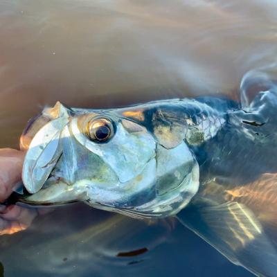 River tarpon, huge bass, it’s got to be May
