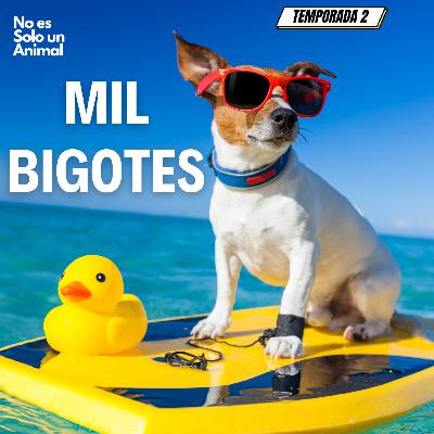 Gaticos a Salvo: Fundación Mil Bigotes Gaticos a Salvo: Fundación Mil Bigotes