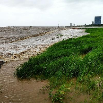 Audio Article: How marsh grass protects shorelines