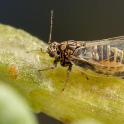 Bactericera cockerelli (Paratrioza): Taxonomía e historia