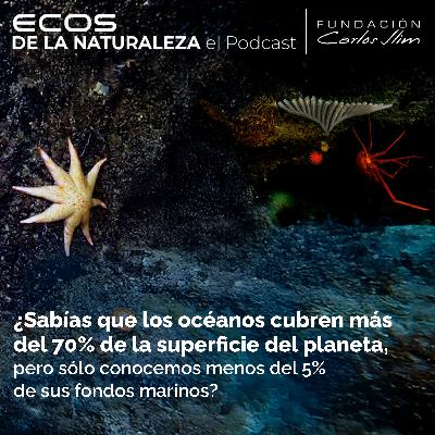 Mar profundo, la riqueza desconocida de México Episode #15