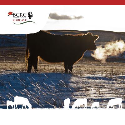 Episode 93: Bale Feeding Pros and Cons