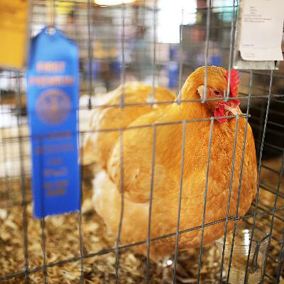 HPAI Suspends Jefferson County Poultry Show