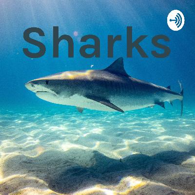 Sharks Ep. 2