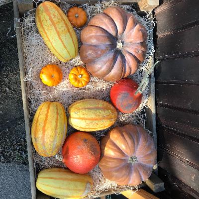 Putting the Garden to Bed