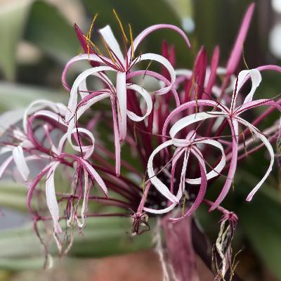 CONECTADO NUEVAMENTE (E2000). CONECTADO NUEVAMENTE (E2000).