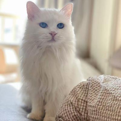 从北京到东京,20岁+高龄猫咪的跨国迁徙挑战|老友茶水间 从北京到东京,20岁+高龄猫咪的跨国迁徙挑战|老友茶水间