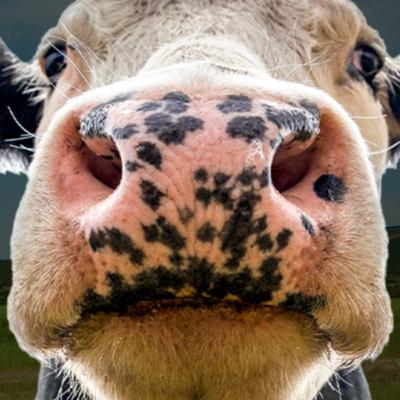 La Enfermedad de la Vacas Locas: Así fue la Crisis que Sacudió a Europa. Episodio 158