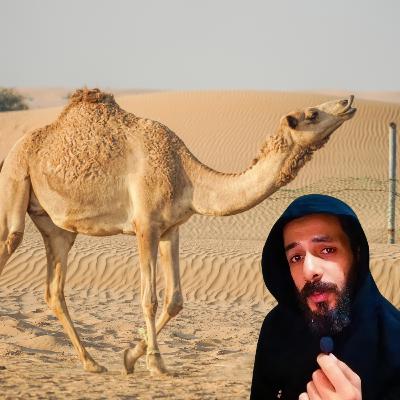 الحياة من وجهة نظر الجمل الحياة من وجهة نظر الجمل