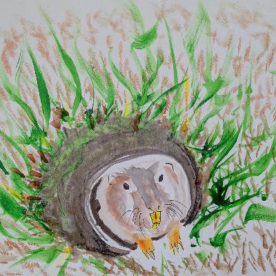 Pocket Gopher