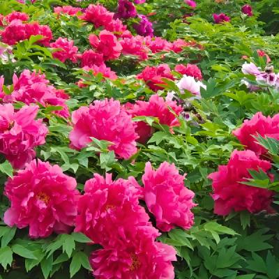 春有牡丹正开花（作者：曹一雪，诵读：丫丫）