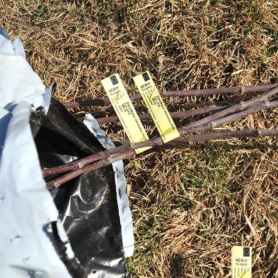 A hevesi ellenzékiek egri pirosat ültettek A hevesi ellenzékiek egri pirosat ültettek