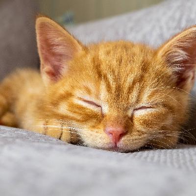 Tierisch müde: Die Schlaf-Geheimnisse von Giraffe, Pinguin & Co. Tierisch müde: Die Schlaf-Geheimnisse von Giraffe, Pinguin & Co.