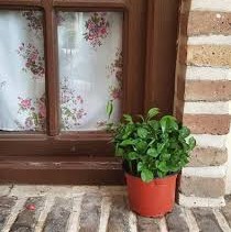 خانه خلوت خانه خلوت