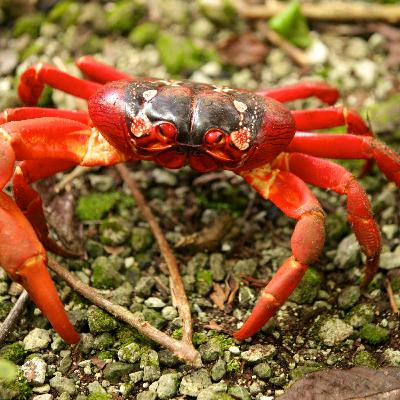 It’s Christmas… Island’s Red Crab!