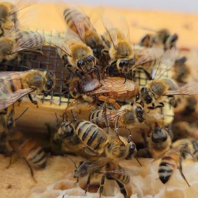 Episode 24 New Queen Acceptance Episode 24 New Queen Acceptance