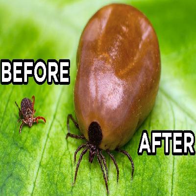 World’s Most Dangerous Insects