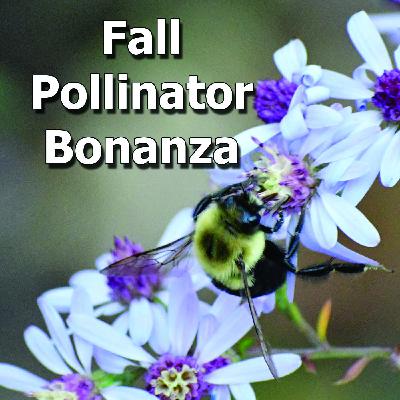 Short's aster: A beautiful late season extravaganza for pollinators Short's aster: A beautiful late season extravaganza for pollinators