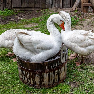 Polska od kuchni – Kuchnia ochweśnicka