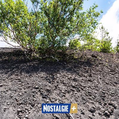 Vins volcaniques : quand les sols de feu offrent des vins d'exception