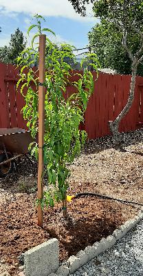 How to Plant a Fruit Tree